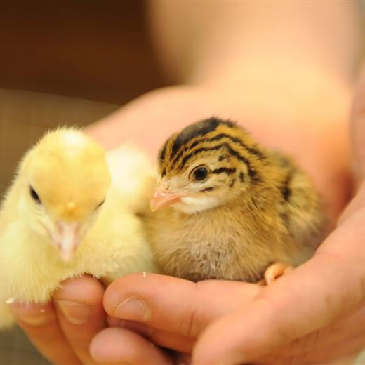 L’occasion de découvrir en s’amusant la diversité de notre agriculture